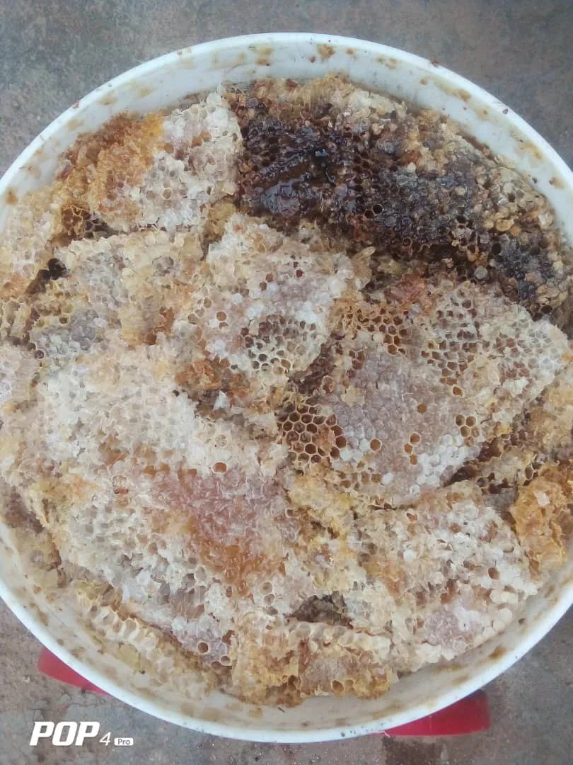 Yankee natural beeswax honeycomb fresh from the hive